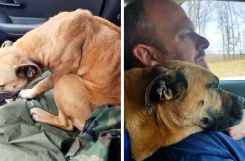  Man forgot to lock the car and drove home with a four-legged friend!