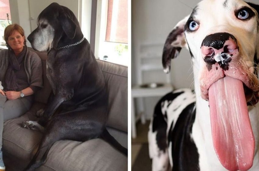  Photos of Great Danes that are so huge that they barely fit in this post!