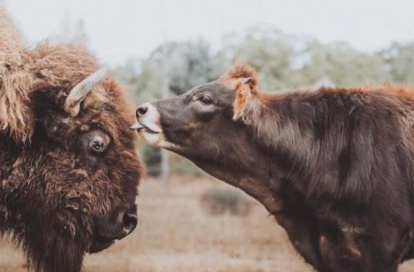  Calf made friends with lonely blind bison and changed her life!