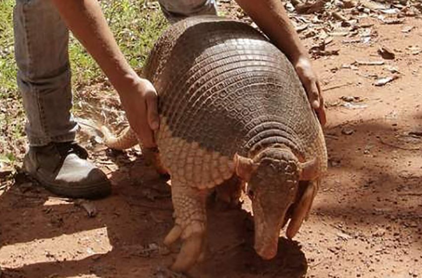  In Brazil people helped a giant armadillo return to the wild