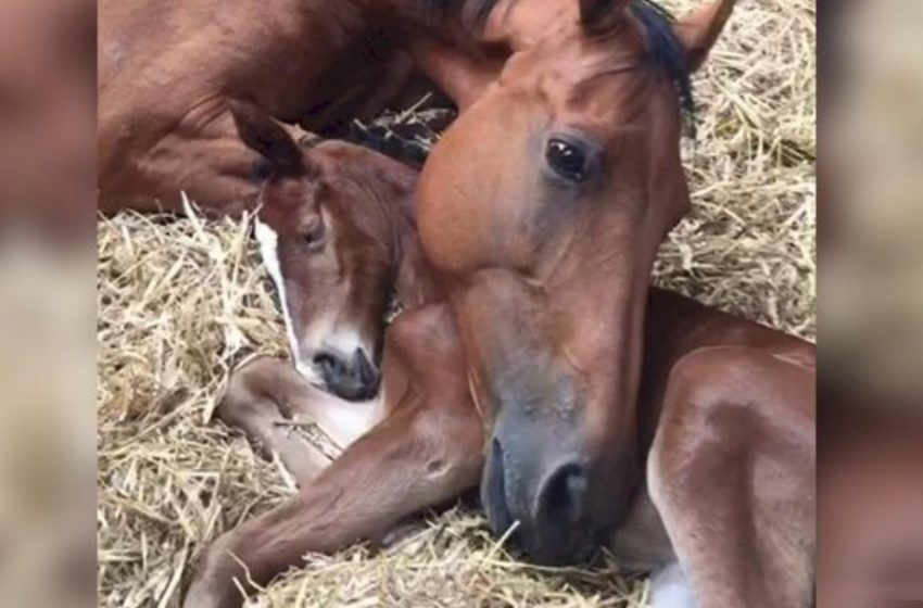  A horse that lost her baby adopted a newborn orphan foal! A very heart-breaking scene