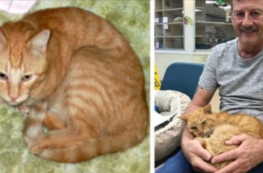  A man found his beloved cat that got lost 14 years ago!