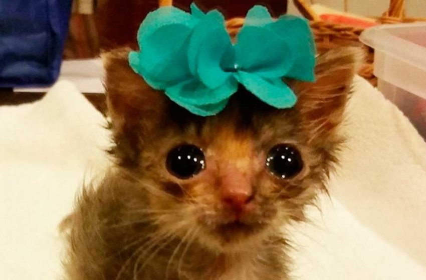  When this cute kitten was found, she was the smallest in the litter and then she completely stopped growing!