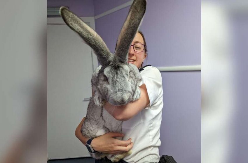  Huge rabbits, the size of a dog were rescued by RSPCA officers. The poor animals were kept in awful conditions