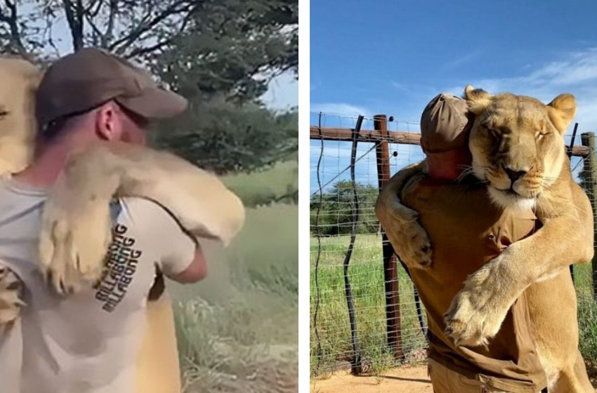  A great lioness hugs his beast friend, a human who rescued her 10 years ago!