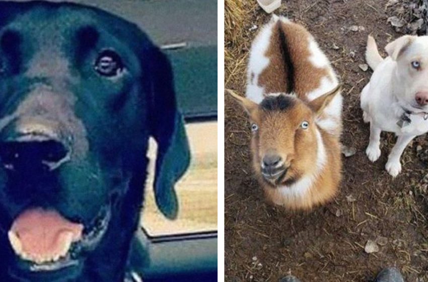  Missing dog returned home with two new friends he’d met along the way!