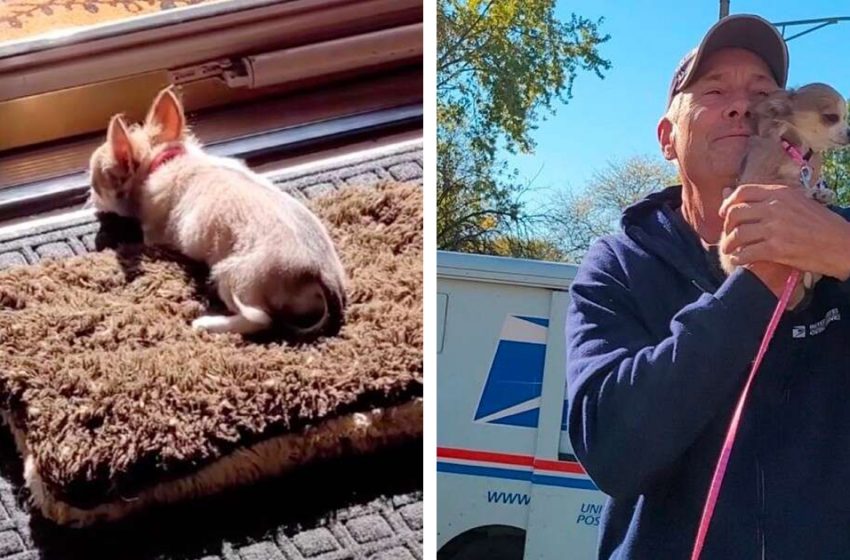  5-month-old Chihuahua awaits her best friend – mailman every day!