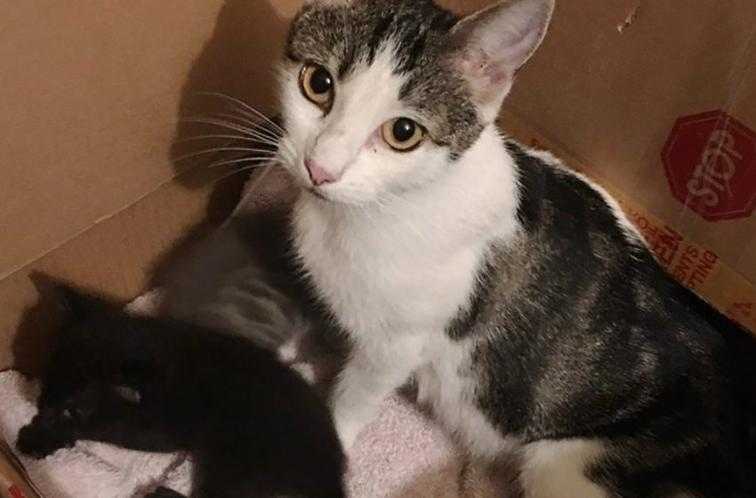  This stray cat walked into the man’s house through the dog door and then brought him all her four kittens!