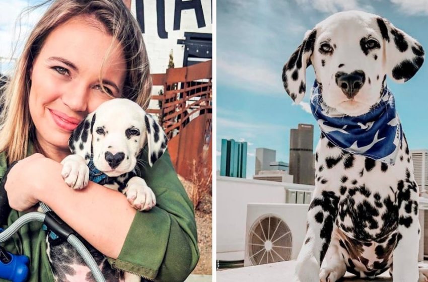  Photos of a Dalmatian with a heart-shaped nose spot that will warm you with love!