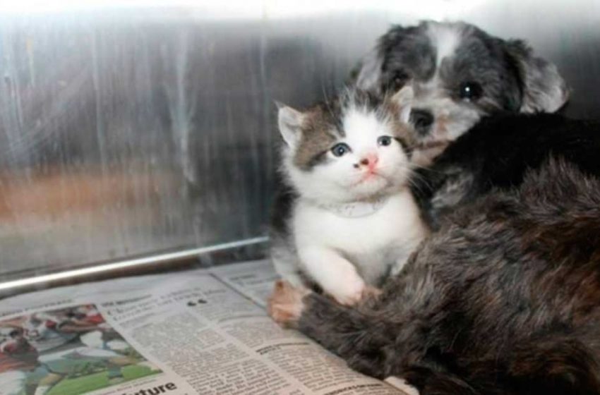  The dog rescued a little kitten. What happened next shocked everyone!