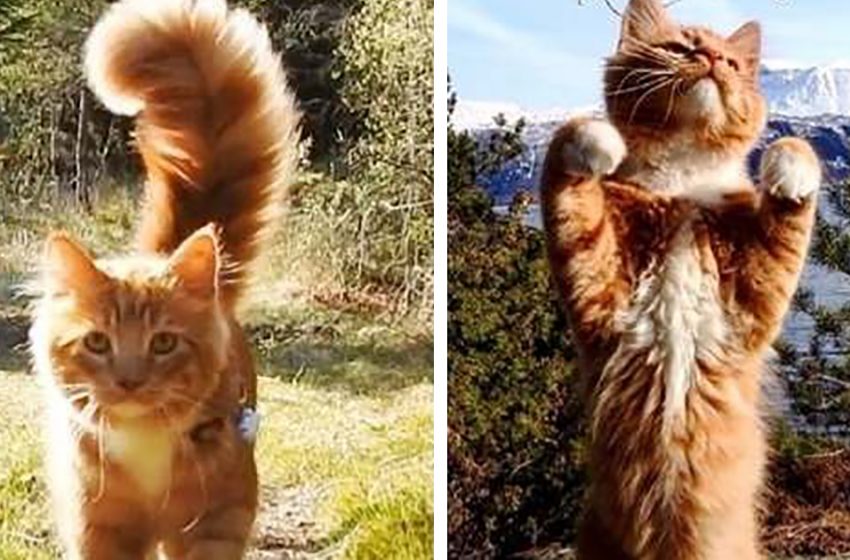  A lovely cat with a very long fluffy tail