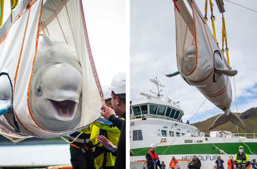  Two Beluga Whales rescued from the captivity got a chance to be in their natural habitat!