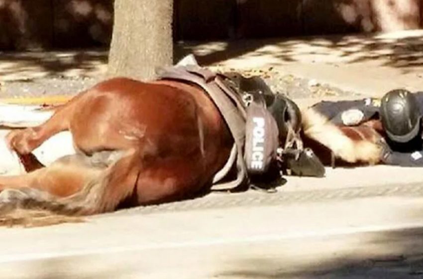  An officer lying on the road next to a mortally wounded horse comforts her, in a very dramatic scene!