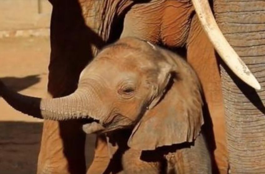  People once saved this elephant and years later she brought her cubs to meet them!