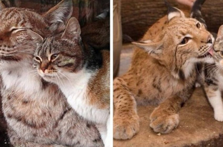  A wild lynx and an ordinary cat grew up together and became inseparable!