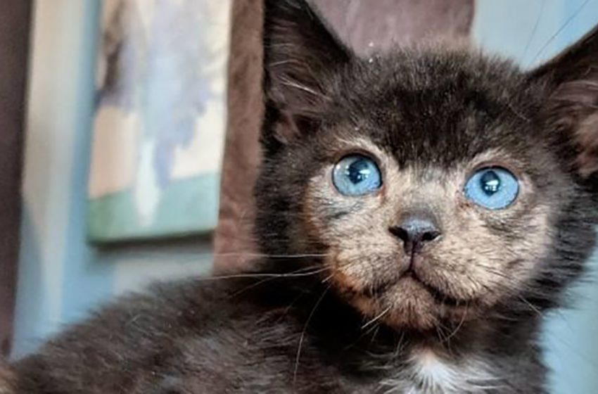  A black kitten suddenly started to change his color to grey!