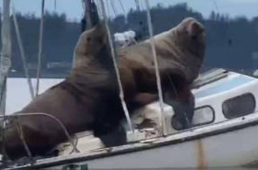  Sailing on a boat, a man saw something that made him grab his phone! Two huge sea lions also sailed on the ship…