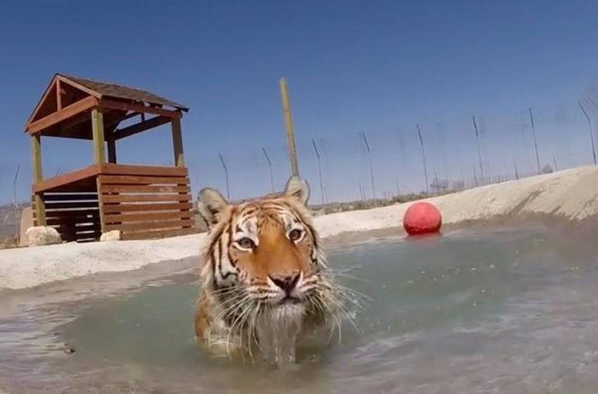  For the first time in their lives the rescued tigers got a chance to swim in a pool!
