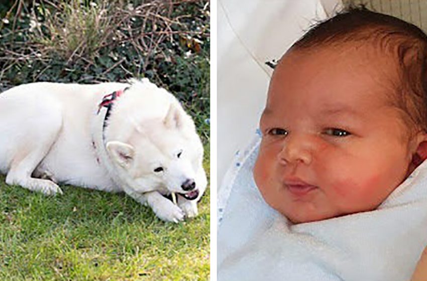  A newborn baby was found by a brave Husky in the bushes of the park