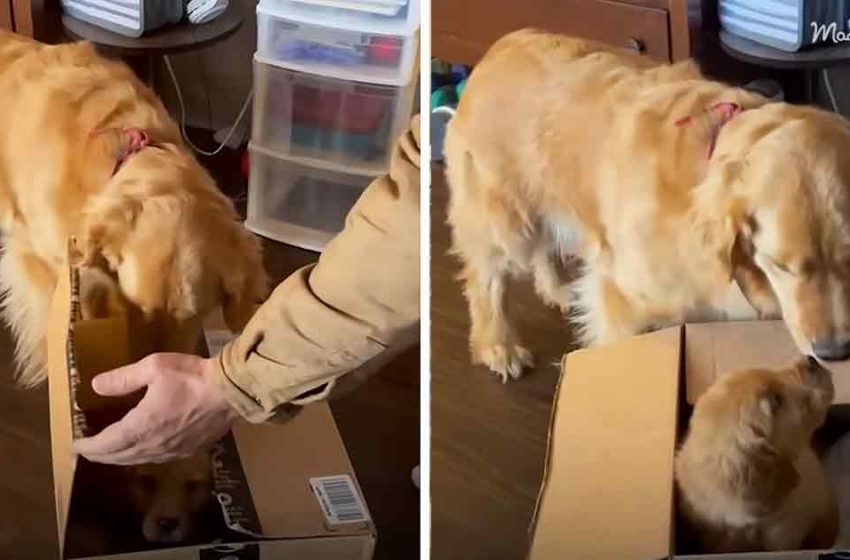  Golden Retriever received “a gift” in a box and got happy! The dog’s dream came true!