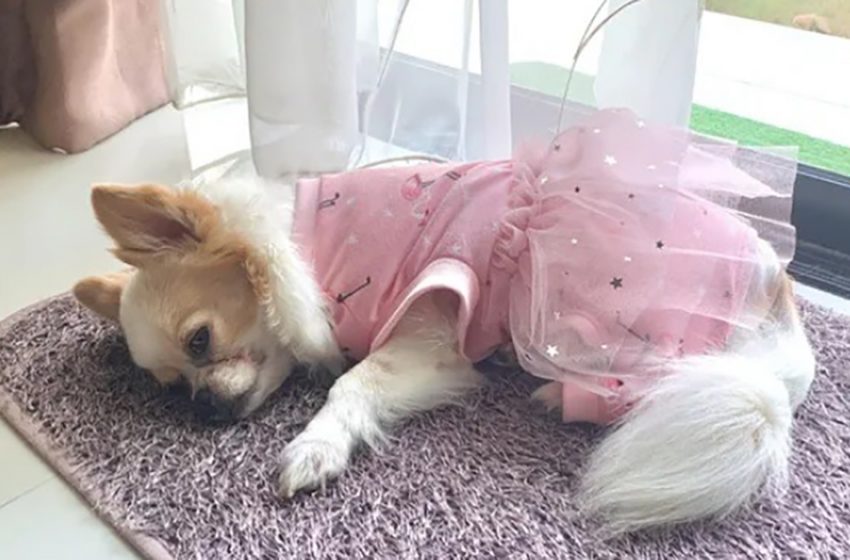  An adorable Chihuahua spends all day waiting for her most important person in the world – and that person isn’t her owner.