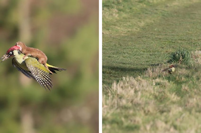  A unique image has been published on the Internet. A weasel cub rides on the back of a woodpecker and flies high in the air.