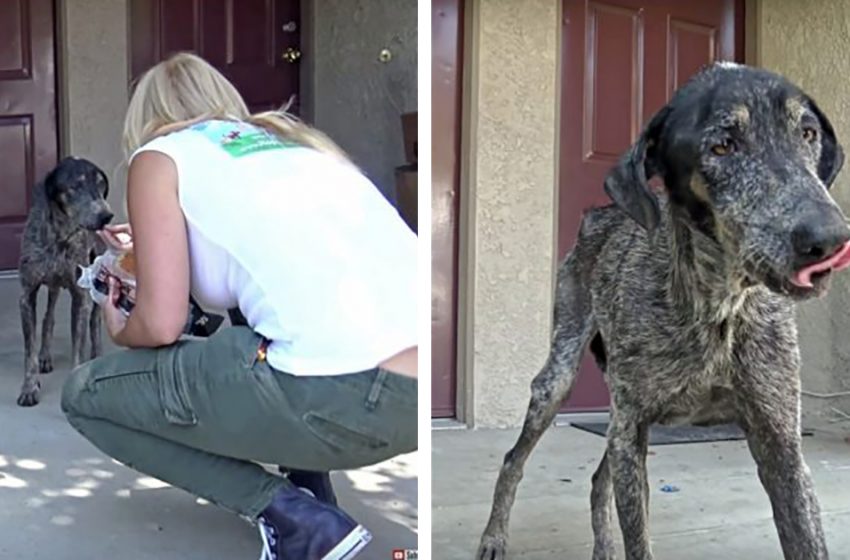  Rescuers found a dog living alone in the mountains after her owner thought she died two years ago