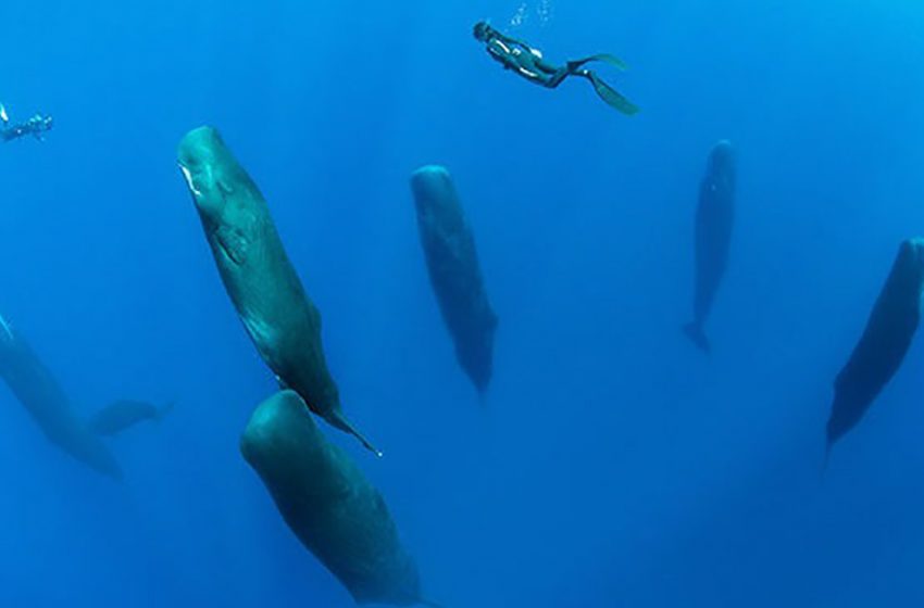  The rare scene of ten 40 ft long sperm whales sleeping vertically was captured by a talented photographer