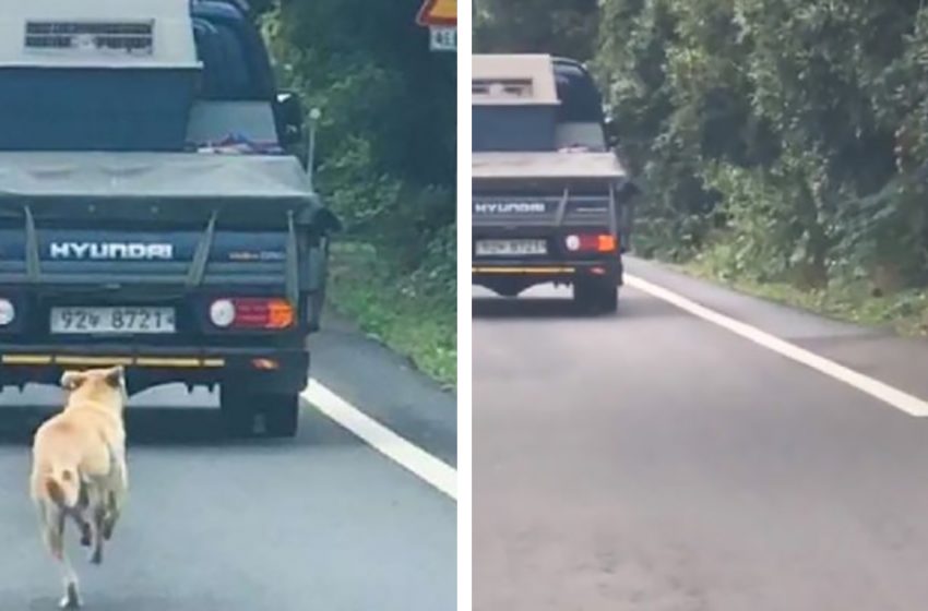  Stray mama dog chases after truck with her rescued babies whey they are taken away