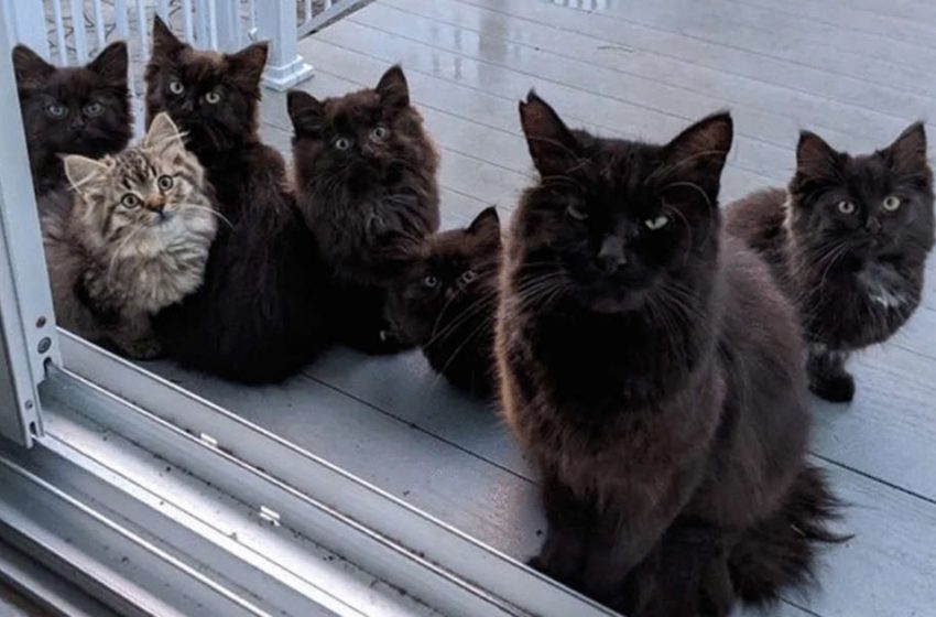  A stray cat taking all her babies to meet the woman who helped her