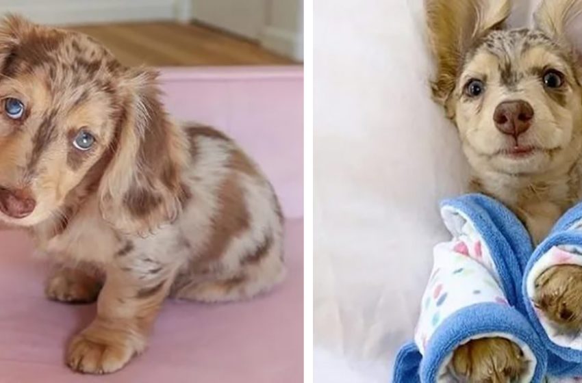  Honeydew, a miniature dachshund that looks like a chocolate chip cookie, has become a social media sensation