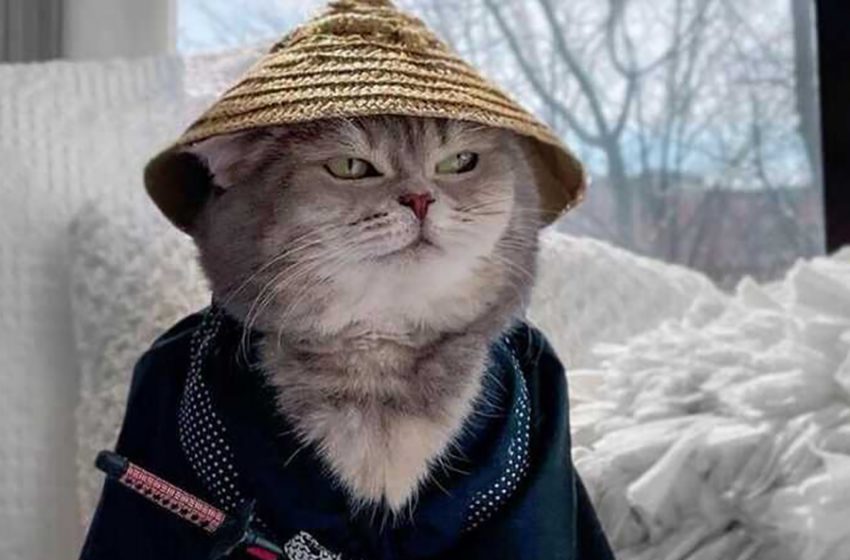  A cat abandoned by his previous owner has become an Instagram sensation thanks to his adorable outfits