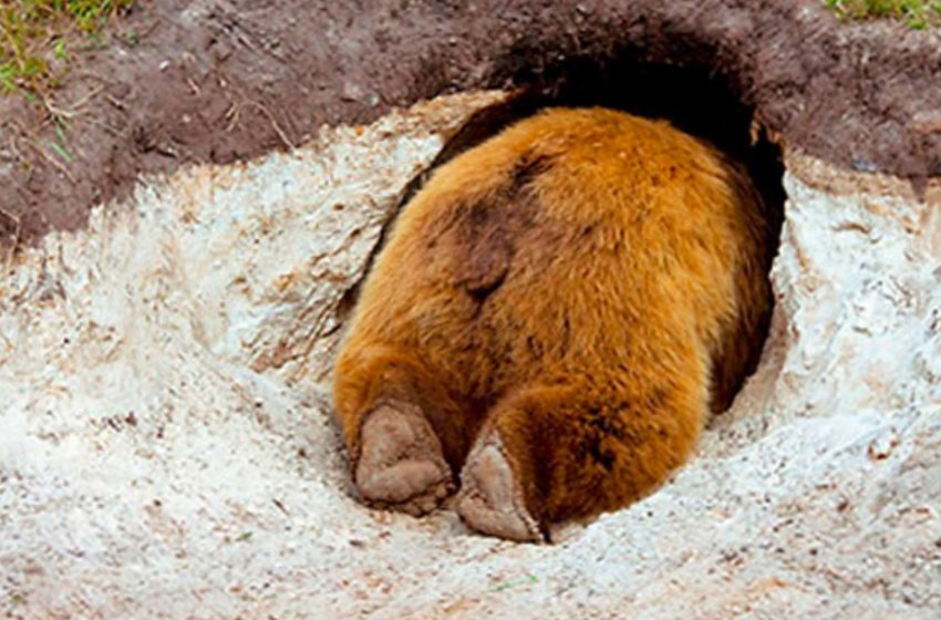  A man showed how a bear’s den looks from the inside