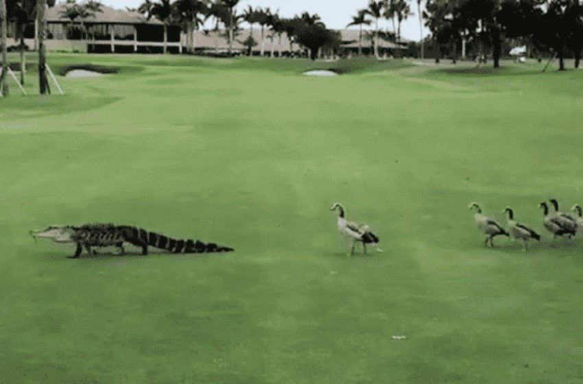  To defend her babies, a fearless goose chases down an alligator