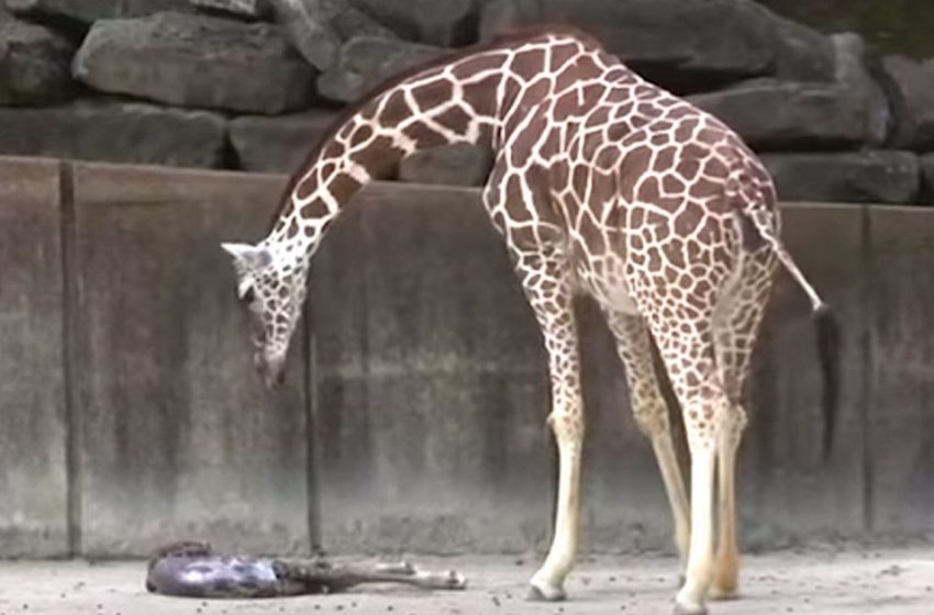  Mother Giraffe watches over her exhausted young for signs of life