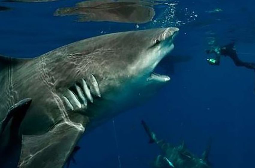  The moment a diver came face to face with an abnormally gigantic shark has been captured on camera