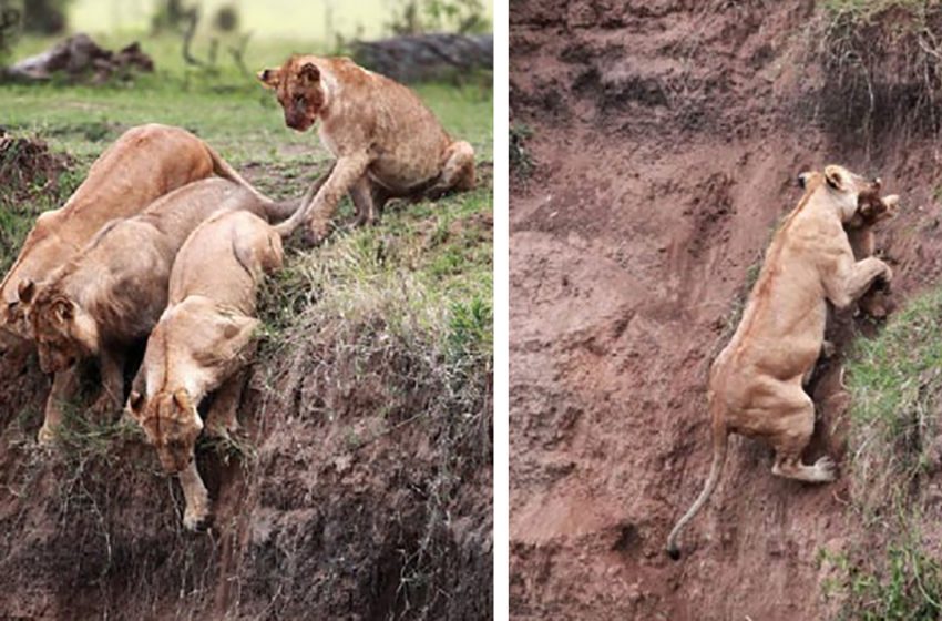  A photographer witnessed the rescue of a cub by his mother and three other female lions