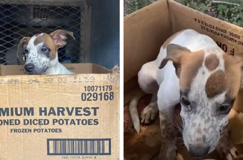  Despite being abandoned in a cardboard box, the dog refuses to leave and waits for his owner to return