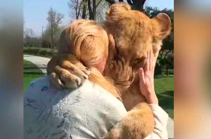  A woman raised two orphaned lion cubs, and then they had to be given to the zoo. Years later, they met again …