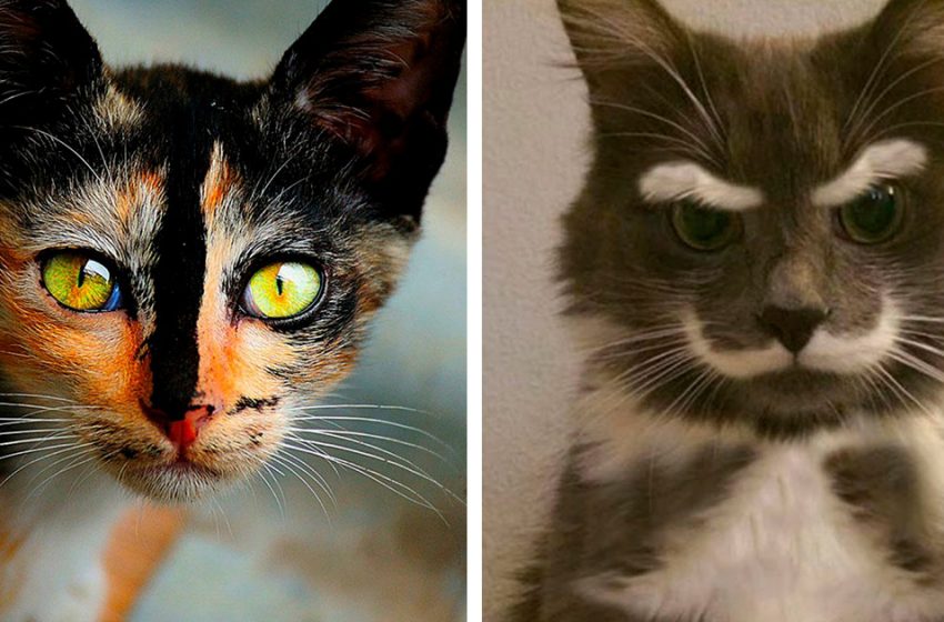  The most unusual coloring of cats!