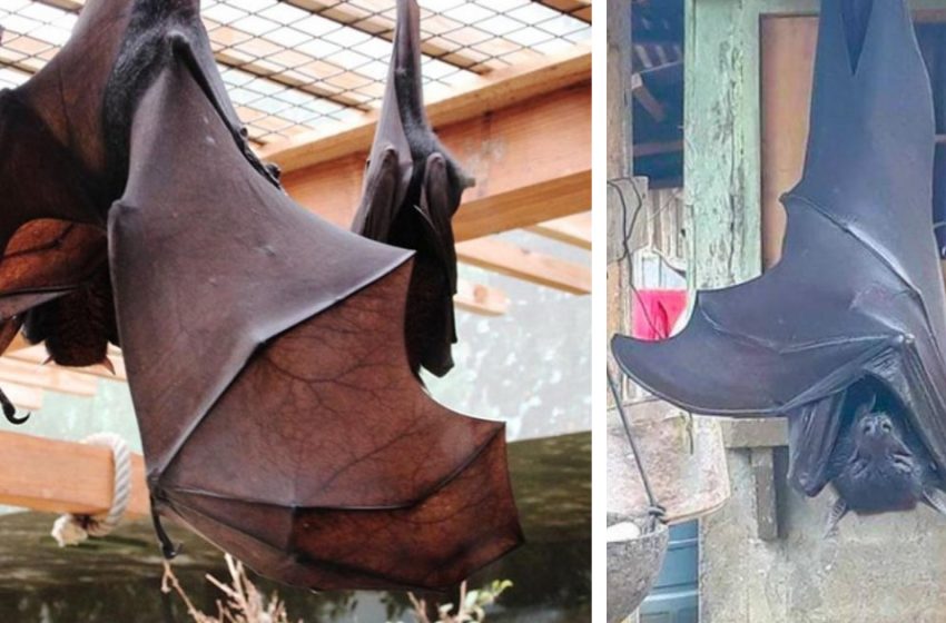  People are afraid of these huge bats thinking that they can eat them, but in fact they are herbivores!