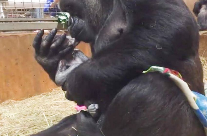  A gorilla gave birth to a baby and cannot stop admiring him. Look how tenderly she kisses him!