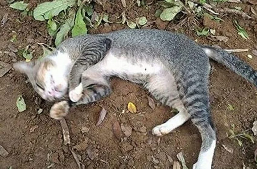  The cat visits the grave of her late owner every day for a year!