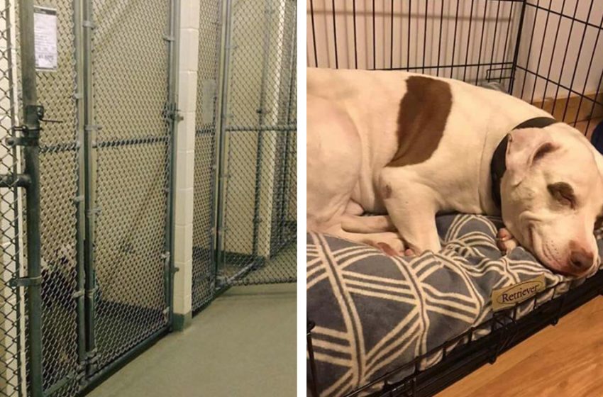  The last dog that was left in the shelter finally found his loving family!