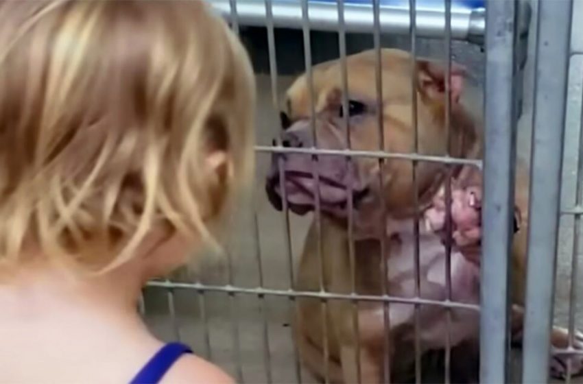  2-year-old girl chose her own pet – a sick pit bull! The story of a kind child and her dog…