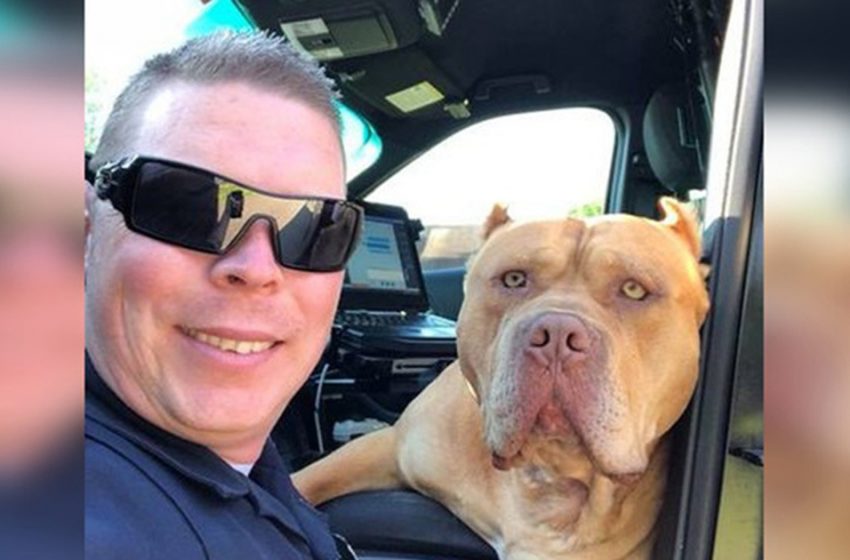 A police officer responds to call about “vicious” pit bull, but finds a sweet new friend instead!