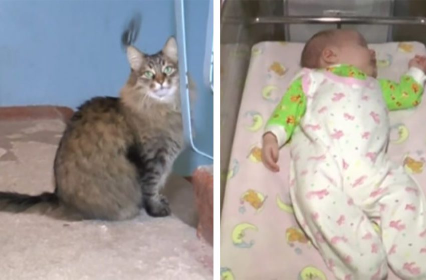  The cat saved a baby from hypothermia. The heroine became famous throughout the country!