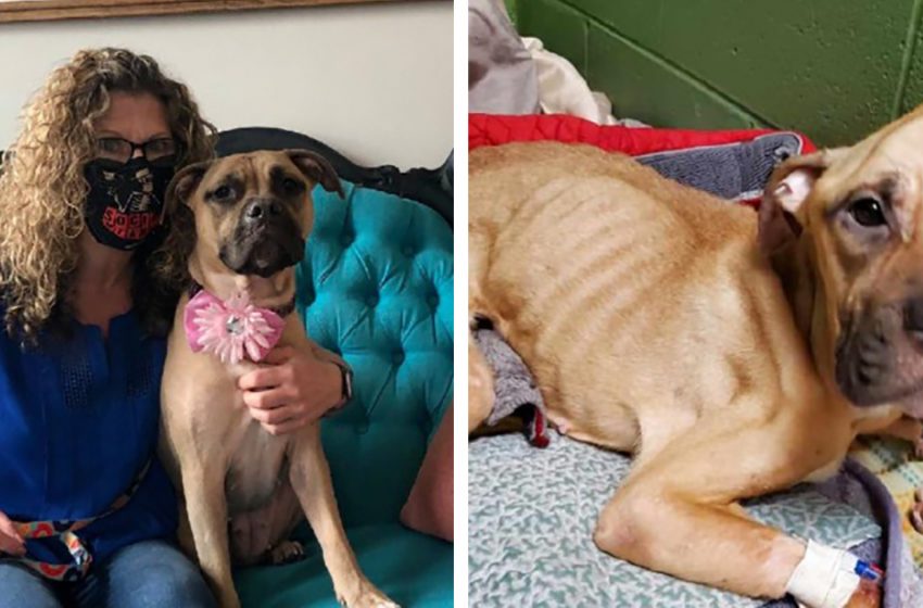  An emaciated and frozen dog found on the street in winter was saved! Now she is happy in a new family!