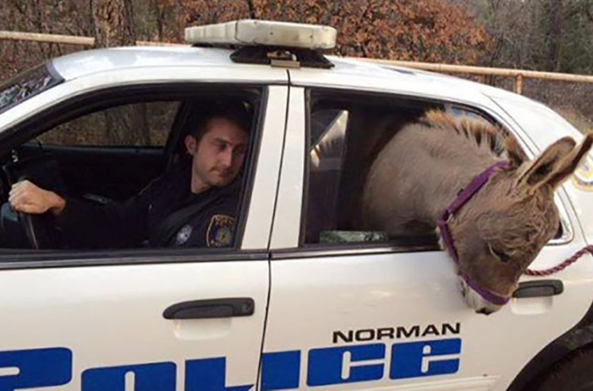  An officer saved a donkey from a busy main road and transported him in a police car to his home!
