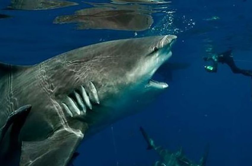  The diver took a picture with a huge shark and surprised the whole world!